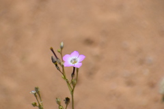Gilia cana
