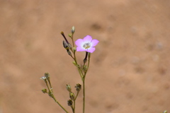 Gilia cana