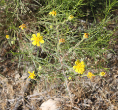 Deinandra pallida