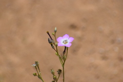 Gilia cana