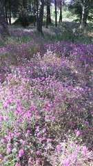 Trifolium purpureum