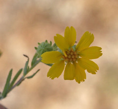 Deinandra pallida