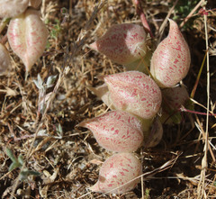 Astragalus lentiginosus nigricalycis