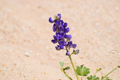 Lupinus odoratus