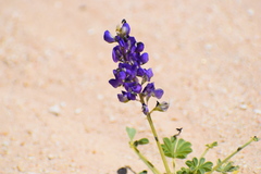 Lupinus odoratus