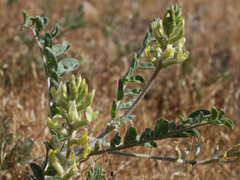 Astragalus lentiginosus nigricalycis