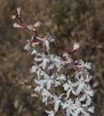 Delphinium gypsophilum