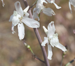 Delphinium gypsophilum