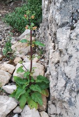 Scrophularia trifoliata