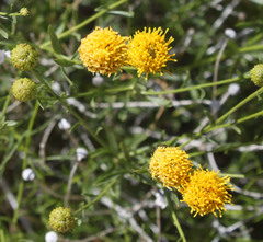 Solidagininae