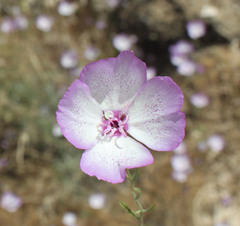 Clarkia cylindrica