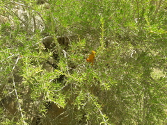 Pteropyrum scoparium