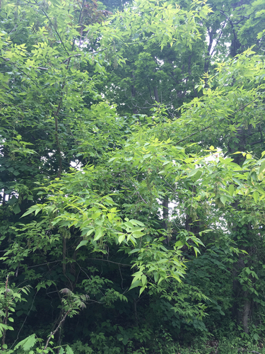 photo of Magnolias, Nutmegs, And Allies (Magnoliales)