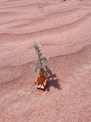 Arnebia hispidissima