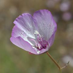 Clarkia cylindrica