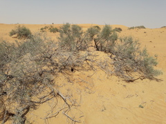 Haloxylon salicornicum