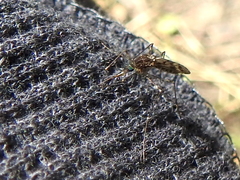 Culiseta incidens