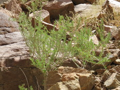 Pteropyrum scoparium