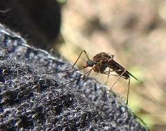 Culiseta incidens