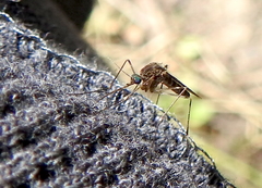 Culiseta incidens