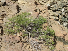 Pteropyrum scoparium