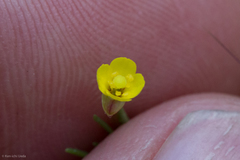 Camissonia contorta