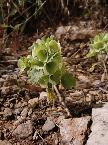 Image of Bells-Of-Ireland (Moluccella laevis) by (c) yelena_antipova, some rights reserved (CC BY)