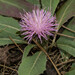 Klasea integrifolia monardii - Photo (c) Associação Vita Nativa, osa oikeuksista pidätetään (CC BY-NC), lähettänyt Associação Vita Nativa