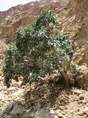 Ficus salicifolia