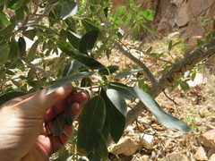 Ficus salicifolia