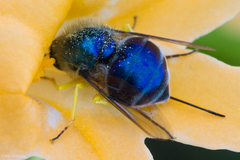 Eulonchus smaragdinus