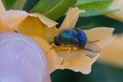 Eulonchus smaragdinus