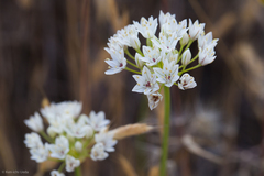 Allium lacunosum micranthum