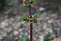 Scrophularia trifoliata