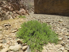 Pteropyrum scoparium