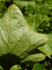 Coleosporium