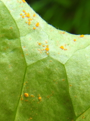 Coleosporium
