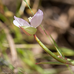 Clarkia similis
