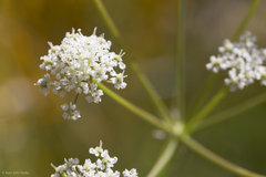 Perideridia californica