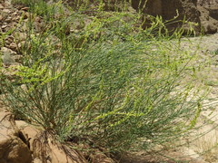 Ochradenus aucheri