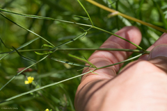 Perideridia californica