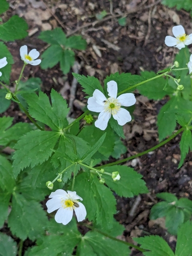Image of Ranunculus aconitifolius by no rights reserved