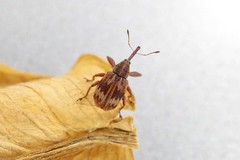 Anthonomus rectirostris