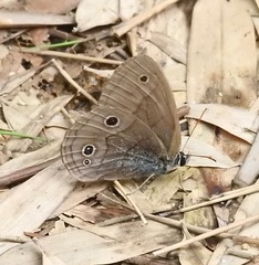 Palaeonympha opalina