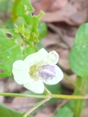 Asystasia intrusa image