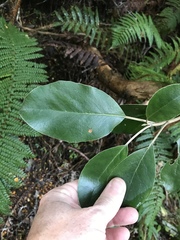 Brachyglottis buchananii