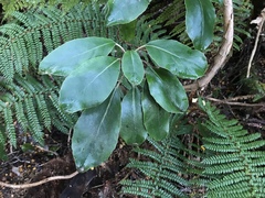 Brachyglottis buchananii