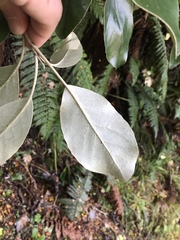 Brachyglottis buchananii