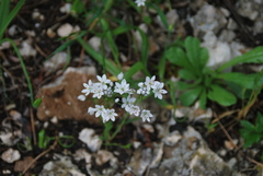 Allium subhirsutum