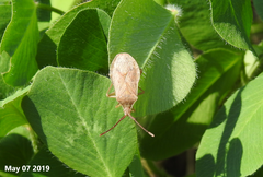 Homoeocerus dilatatus